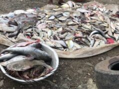 Se prohíbe la venta ambulante de pescado fresco en bata: la controversia que viene