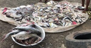 Se prohíbe la venta ambulante de pescado fresco en bata: la controversia que viene