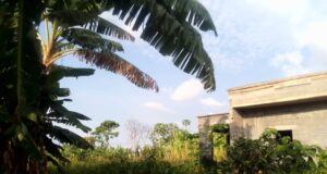 Dejar un terreno sin visitar facilita su ocupación progresiva, según una investigación