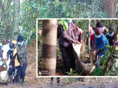 Akurenam: un trabajador muere tras ser alcanzado por un árbol en una empresa forestal