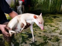 Un raro antílope blanco aparece en los bosques de Basile Bubi