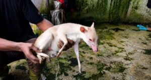 Un raro antílope blanco aparece en los bosques de Basile Bubi