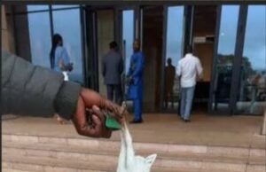 Capturan a un búo en la sala plenaria de la Asamblea Nacional de Camerún
