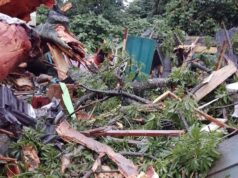 Tres muertos tras el desplome de una ceiba sobre una vivienda en Basupu