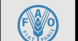 FAO en Guinea Ecuatorial anuncia la vacancia para Asistente de Adquisición ( 2601706 )