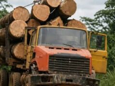 Guinea Ecuatorial endurece las condiciones para las licencias forestales y exige beneficios para las comunidades