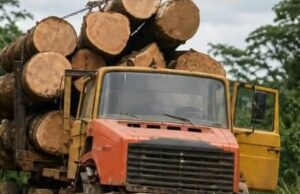 Guinea Ecuatorial endurece las condiciones para las licencias forestales y exige beneficios para las comunidades