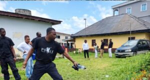 Operativo de la Fiscalía de Añisok acaba con cultivo de marihuana camuflado en finca de yuca en poblado de Nselang