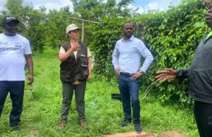 Técnicos agrícolas reciben formación para mejorar el rendimiento de los cultivos en Guinea Ecuatorial